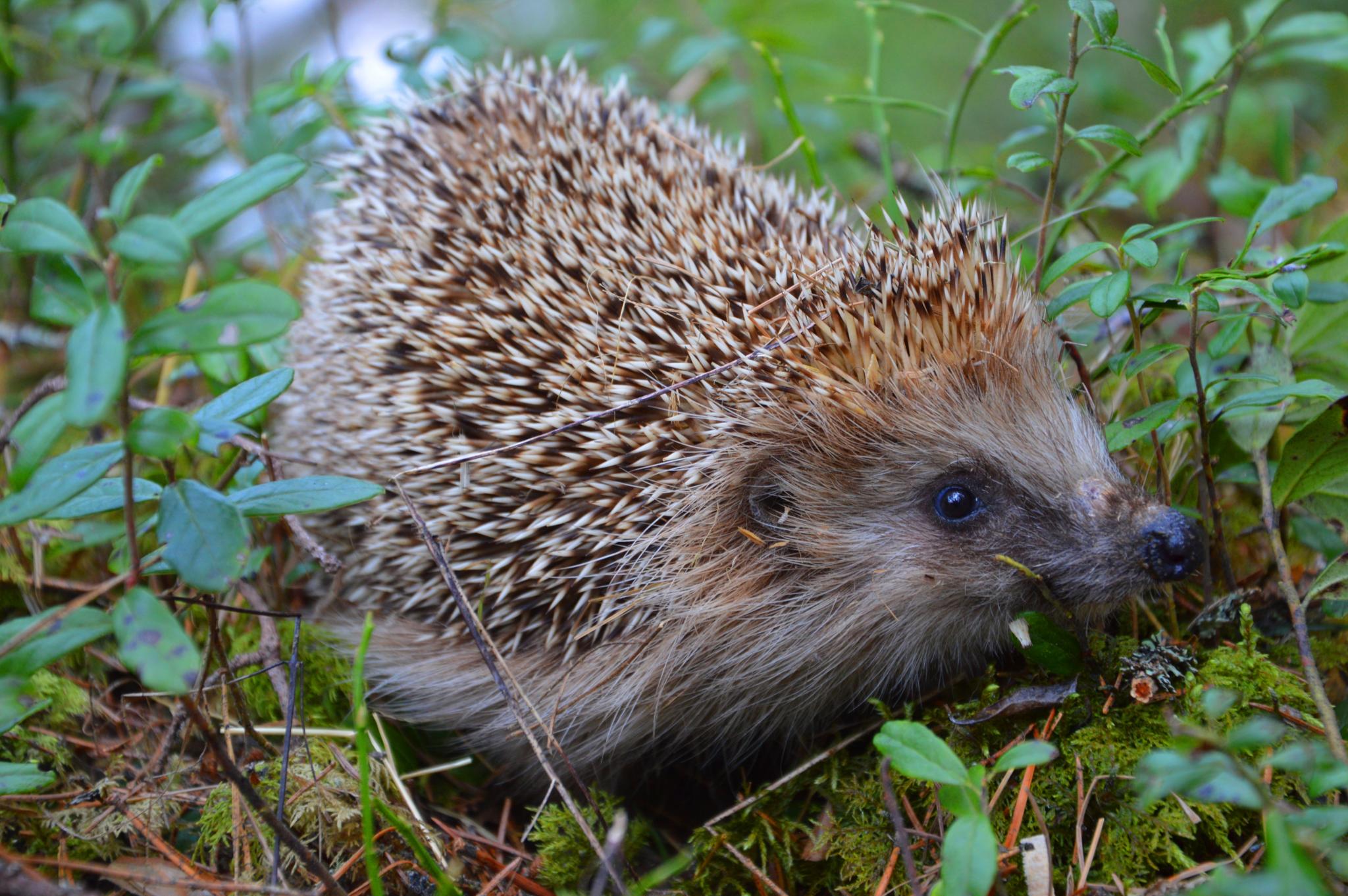 Фото Пансионат Северное сияние