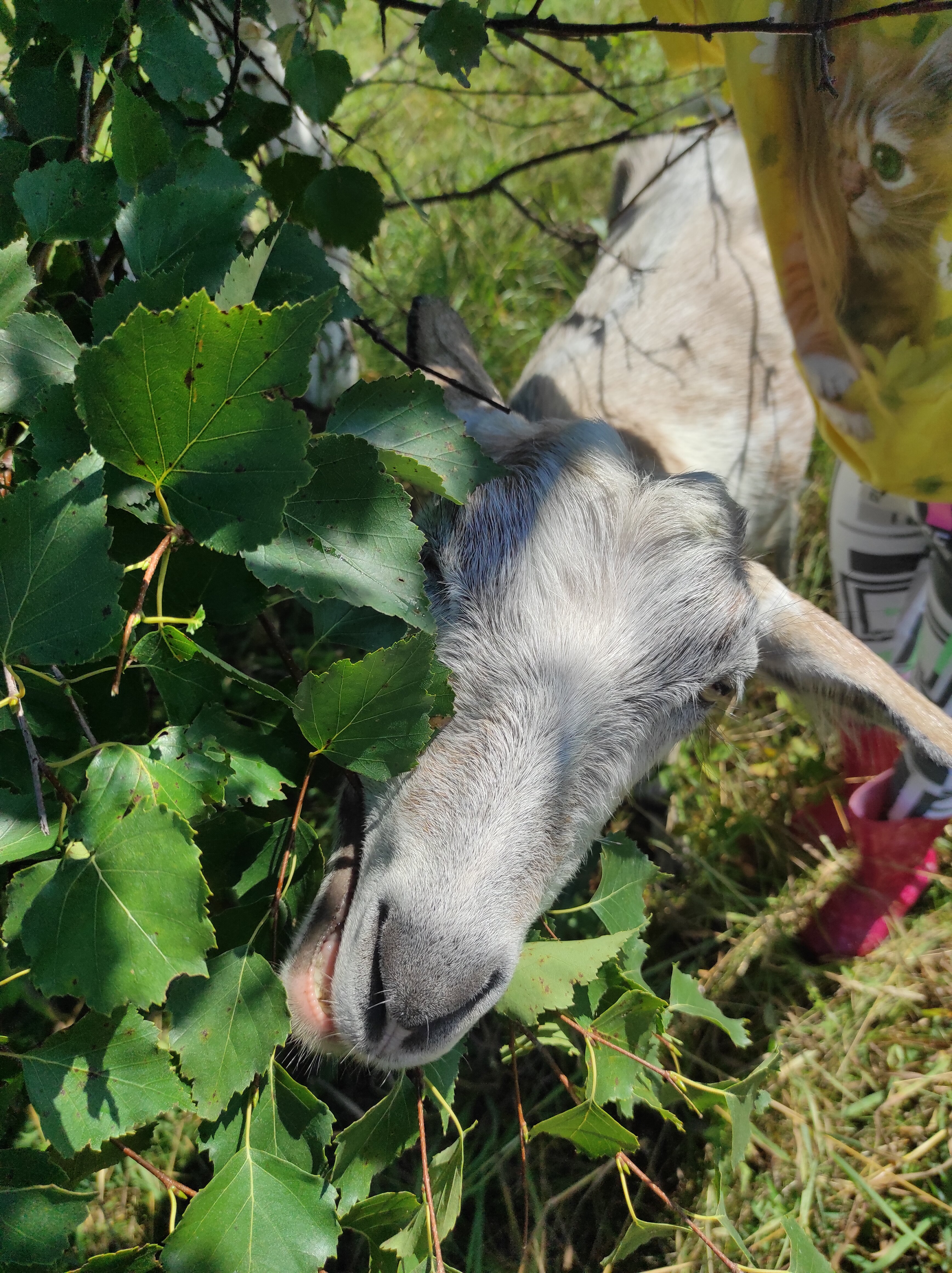 Фото Чайное гнёздышко