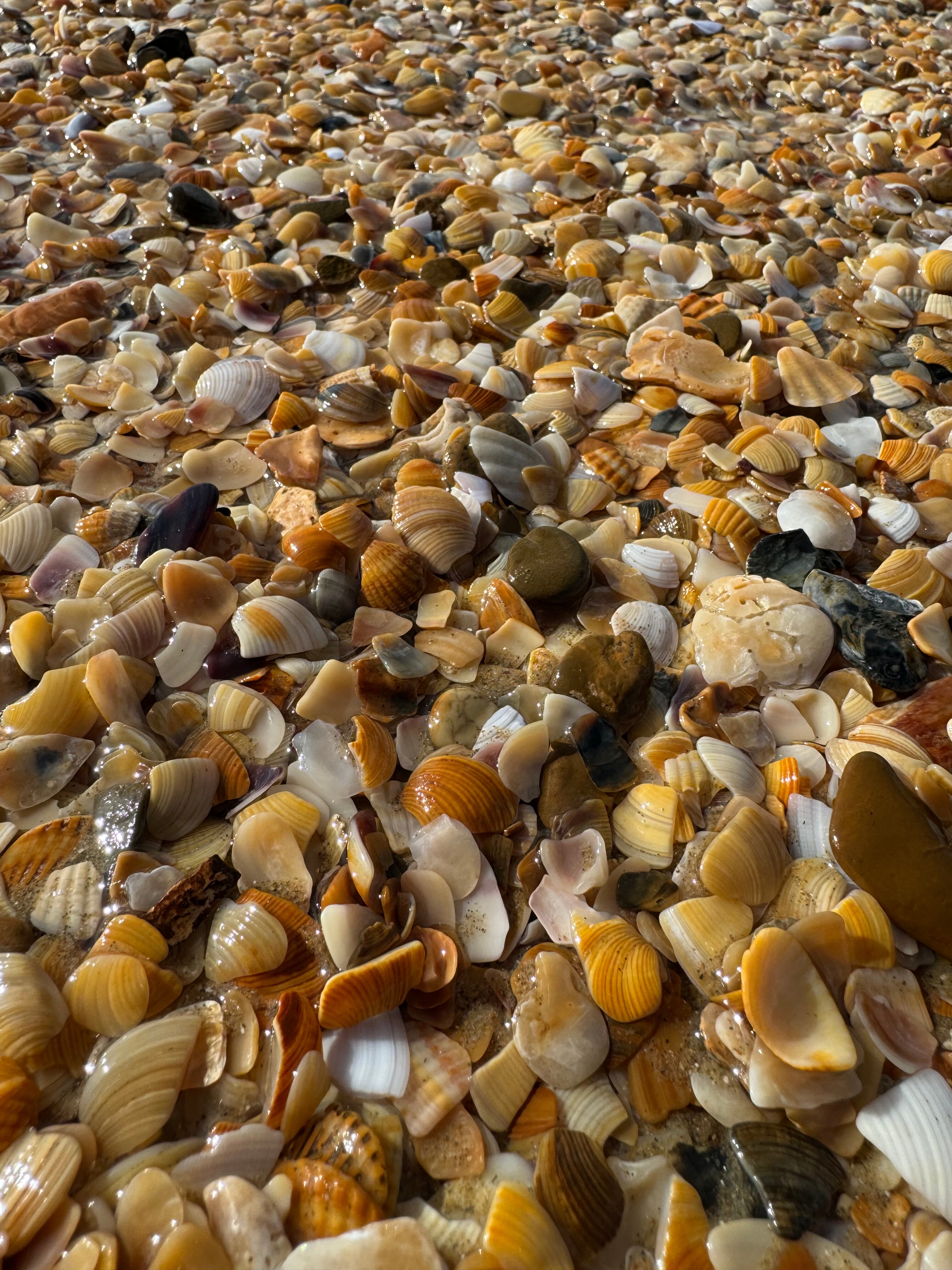 Фото Пианида