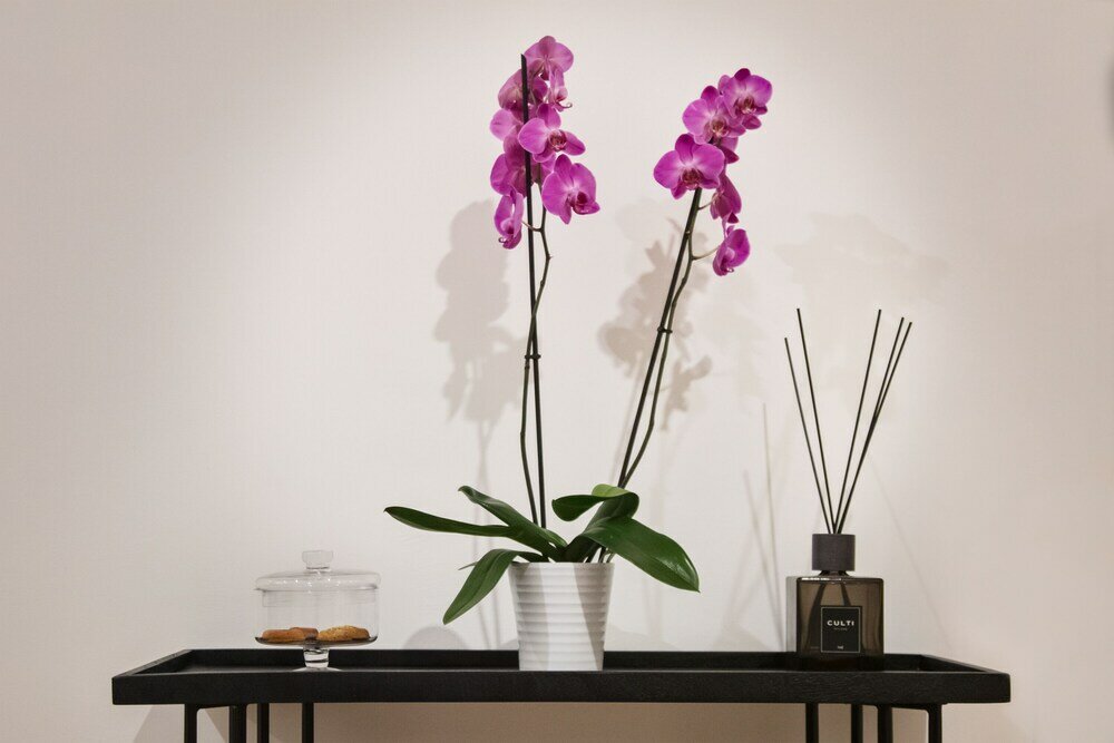 Фото Fellini Design Suites