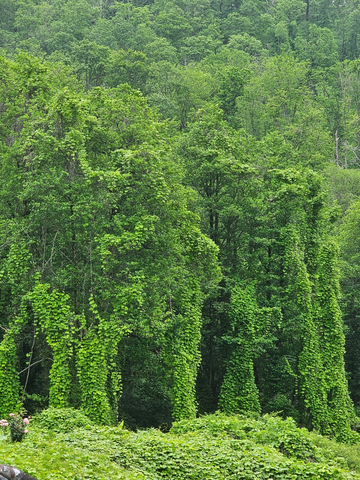 Фото Заповедник