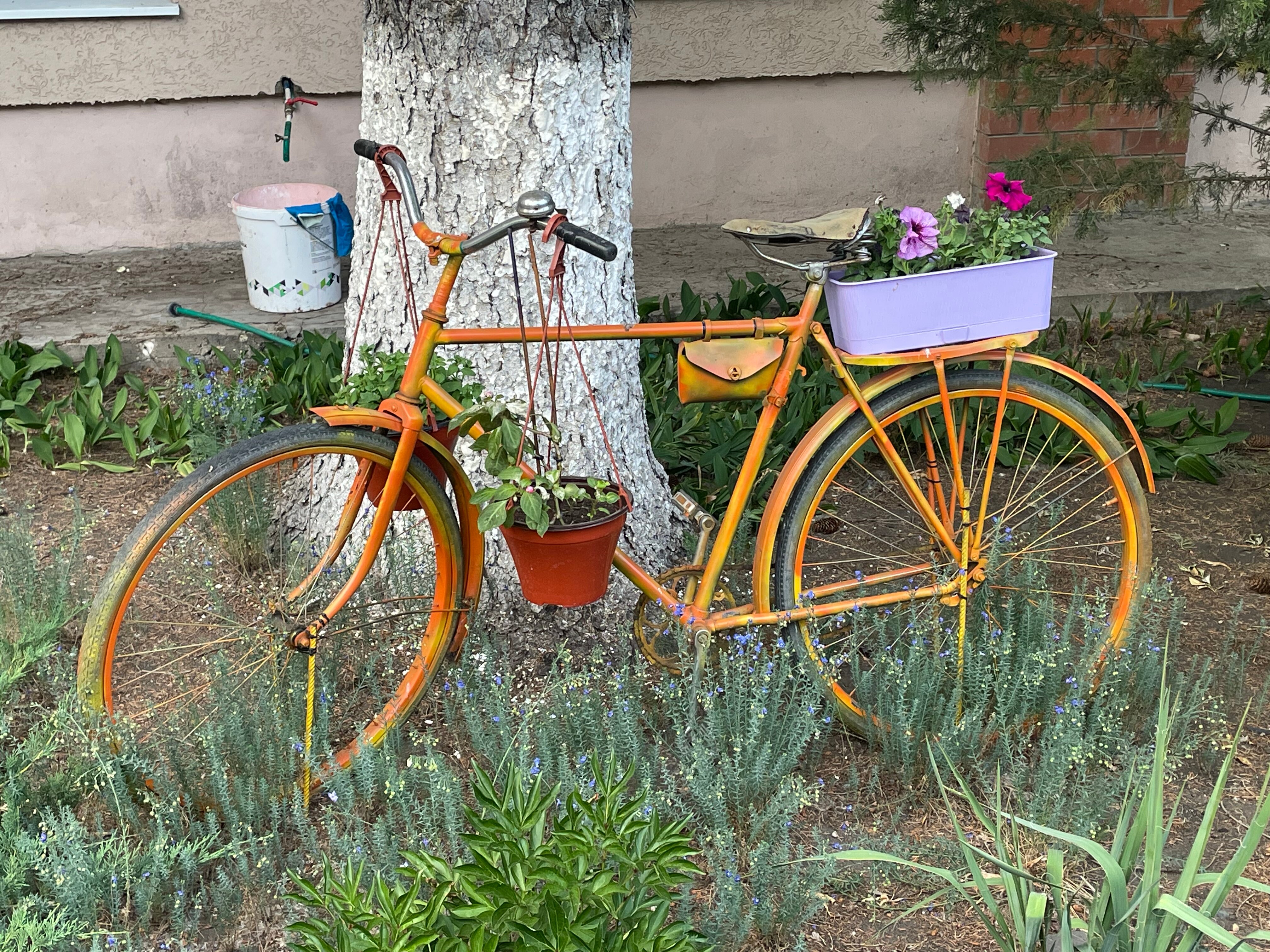 Фото Красный Подсолнух