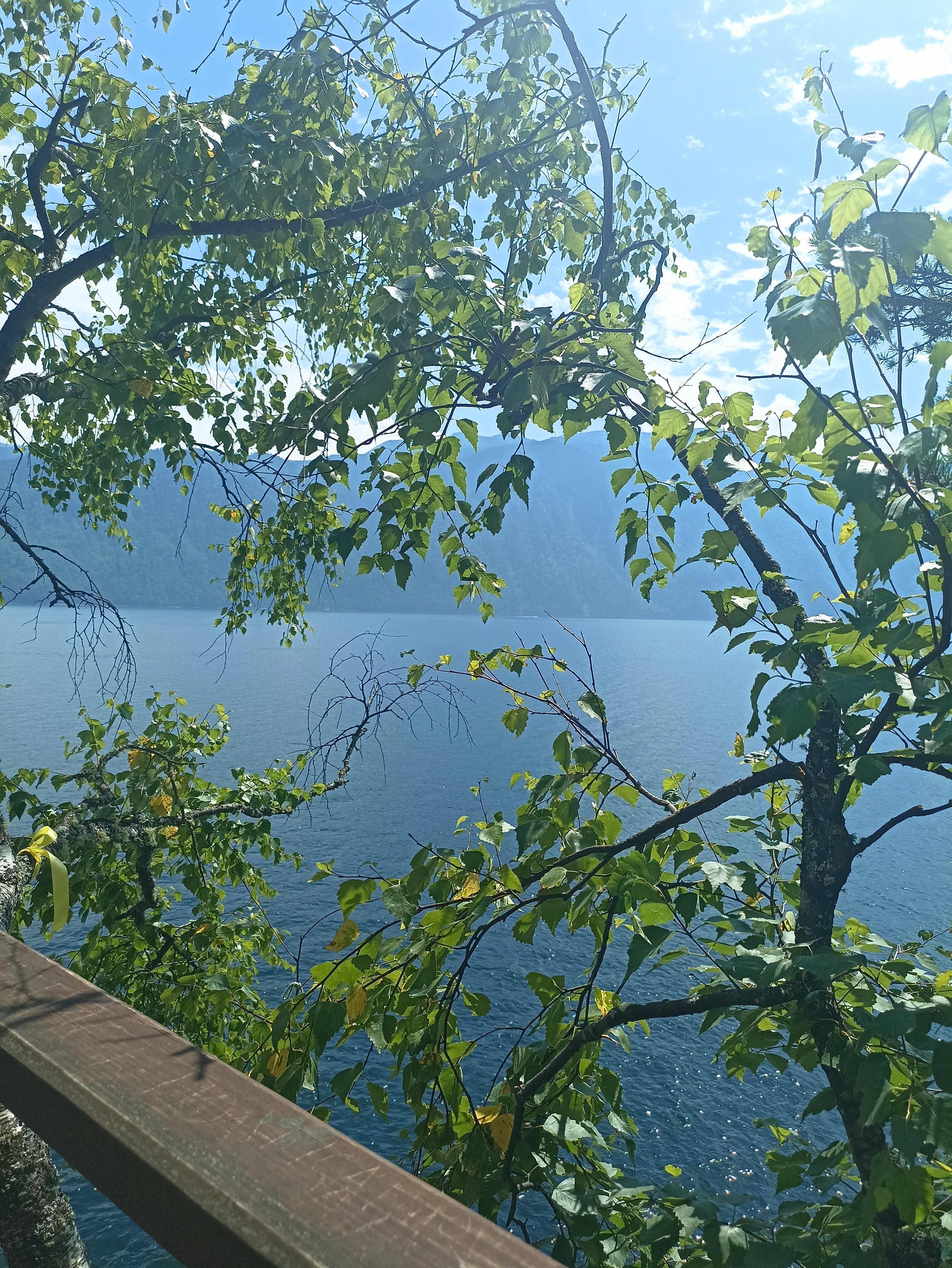 Фото Кедровый берег