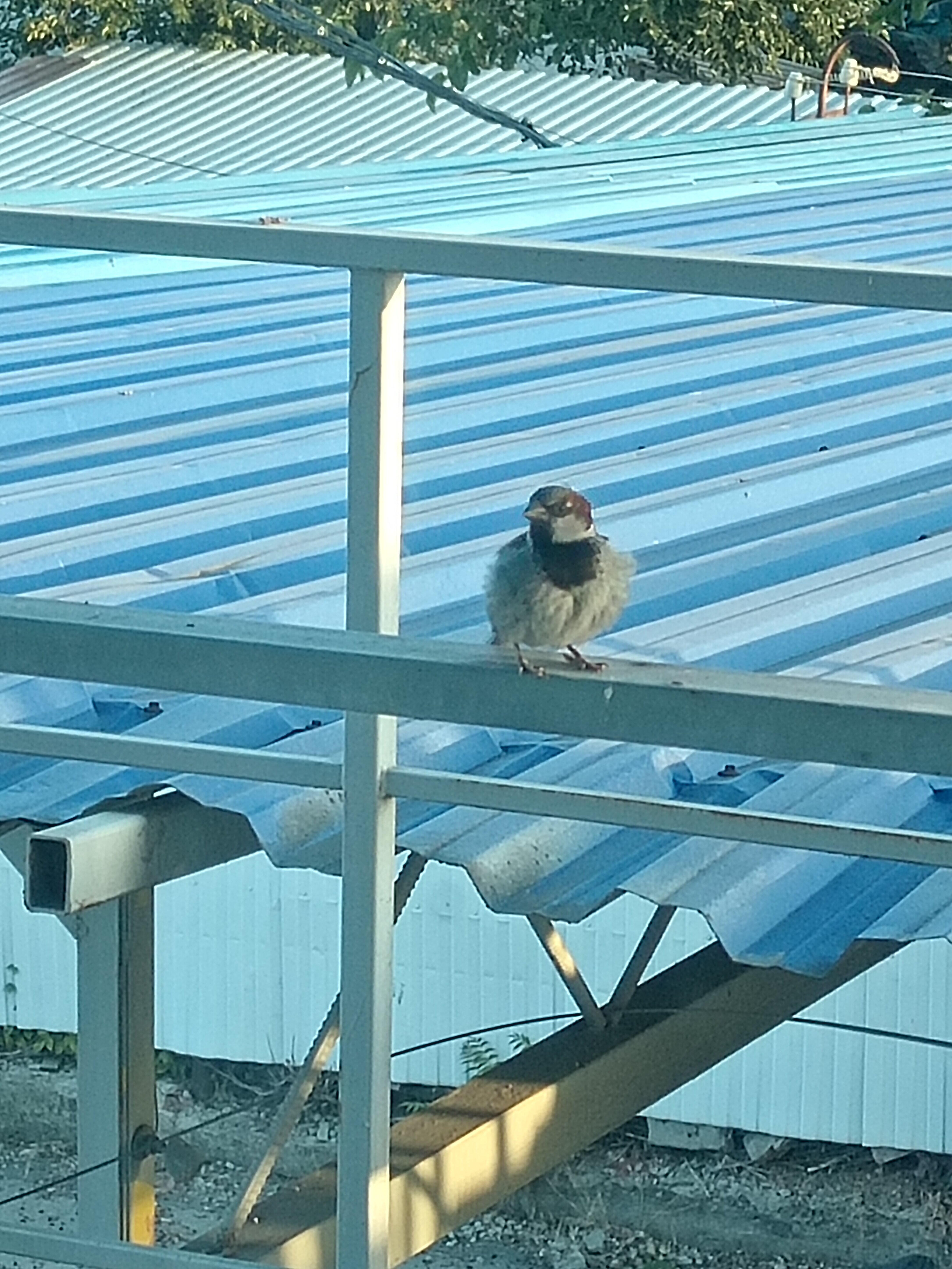 Фото Наутилус