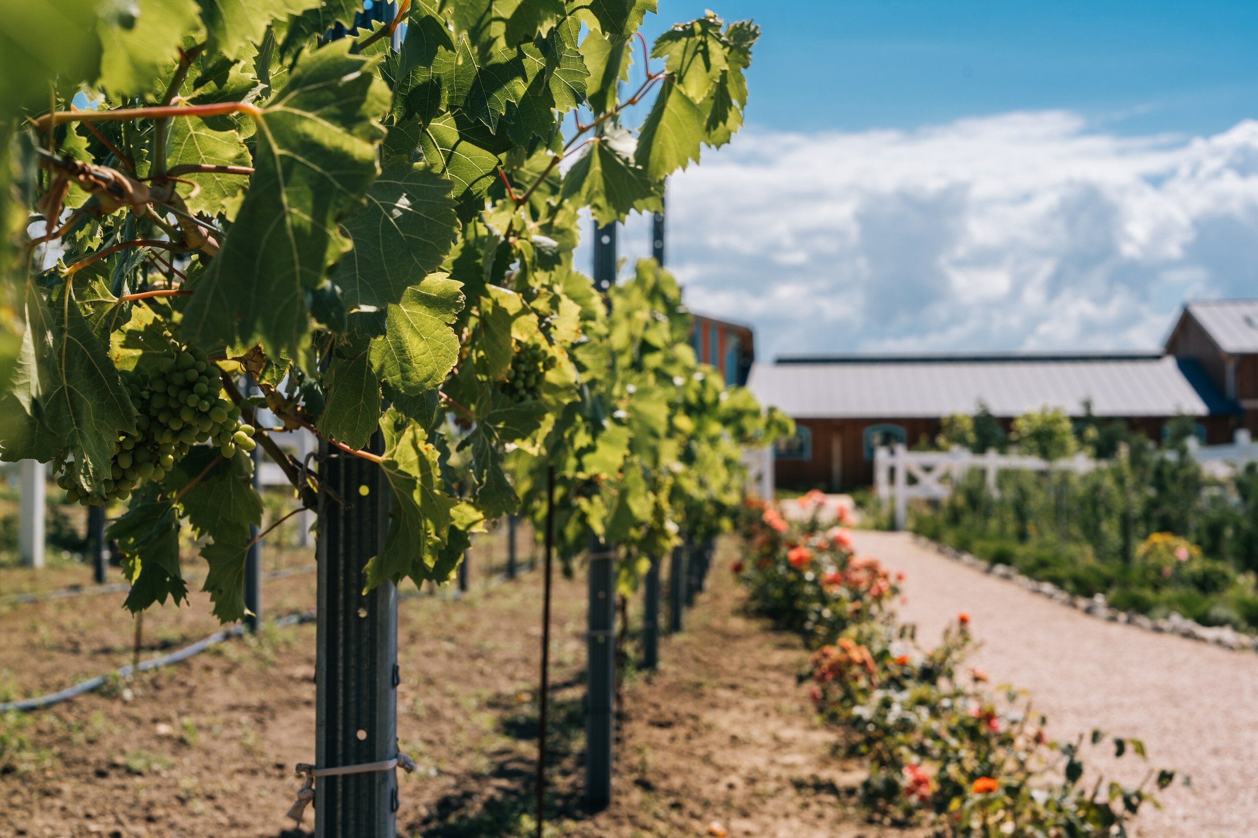 Фото Villa Romanov Wine Club & SPA