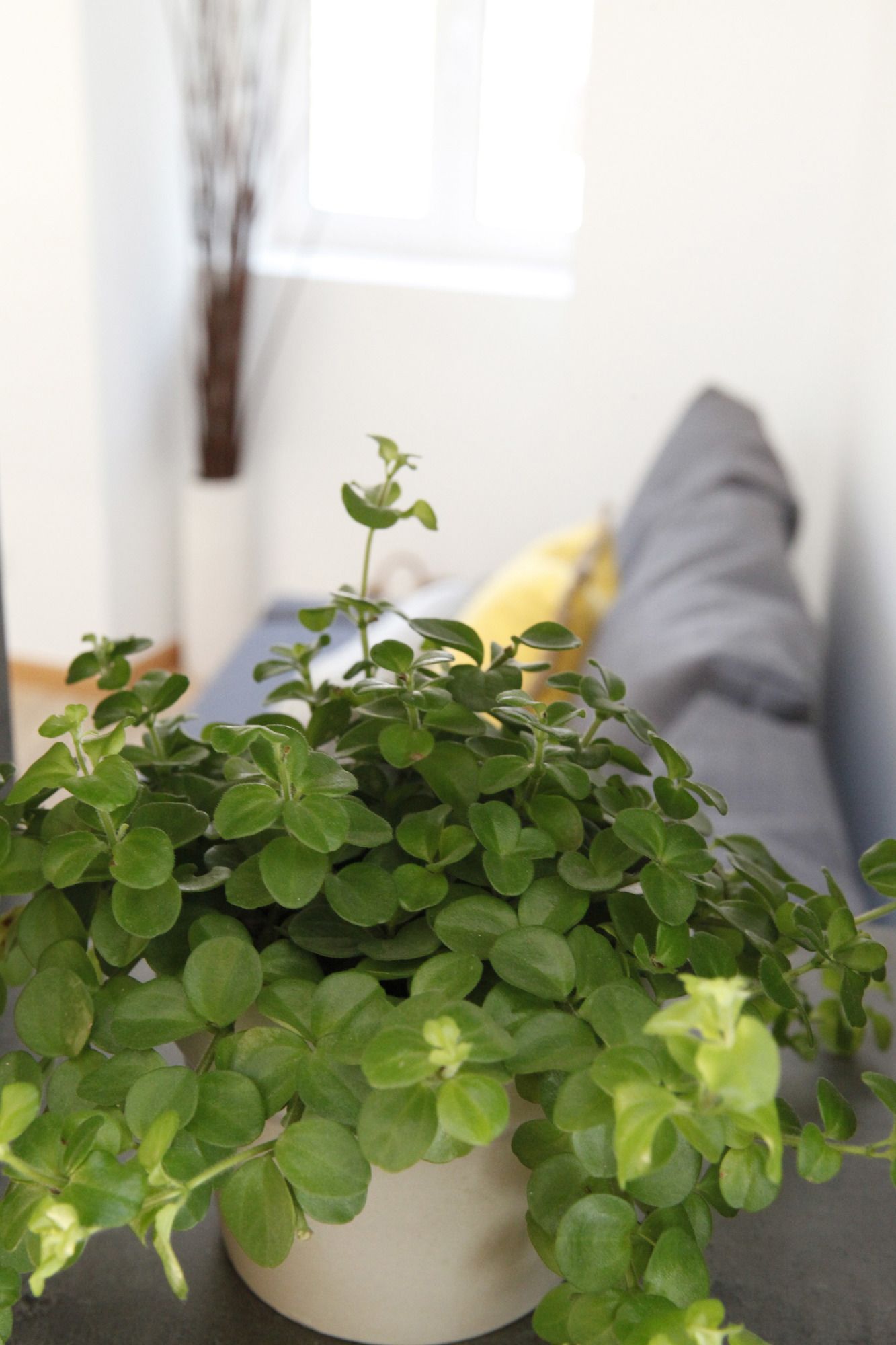 Фото Flores Guest House