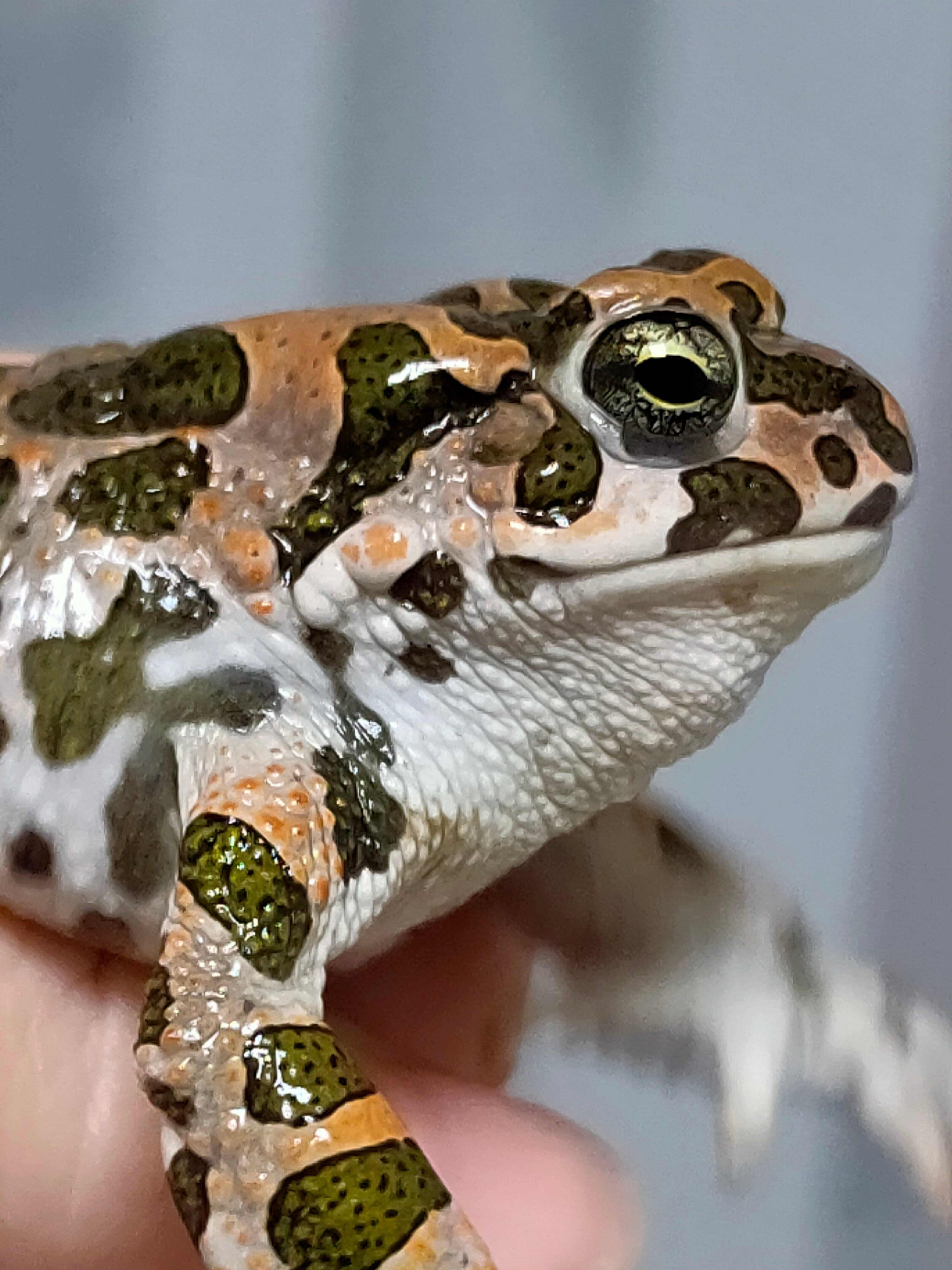 Фото Фрунзенец