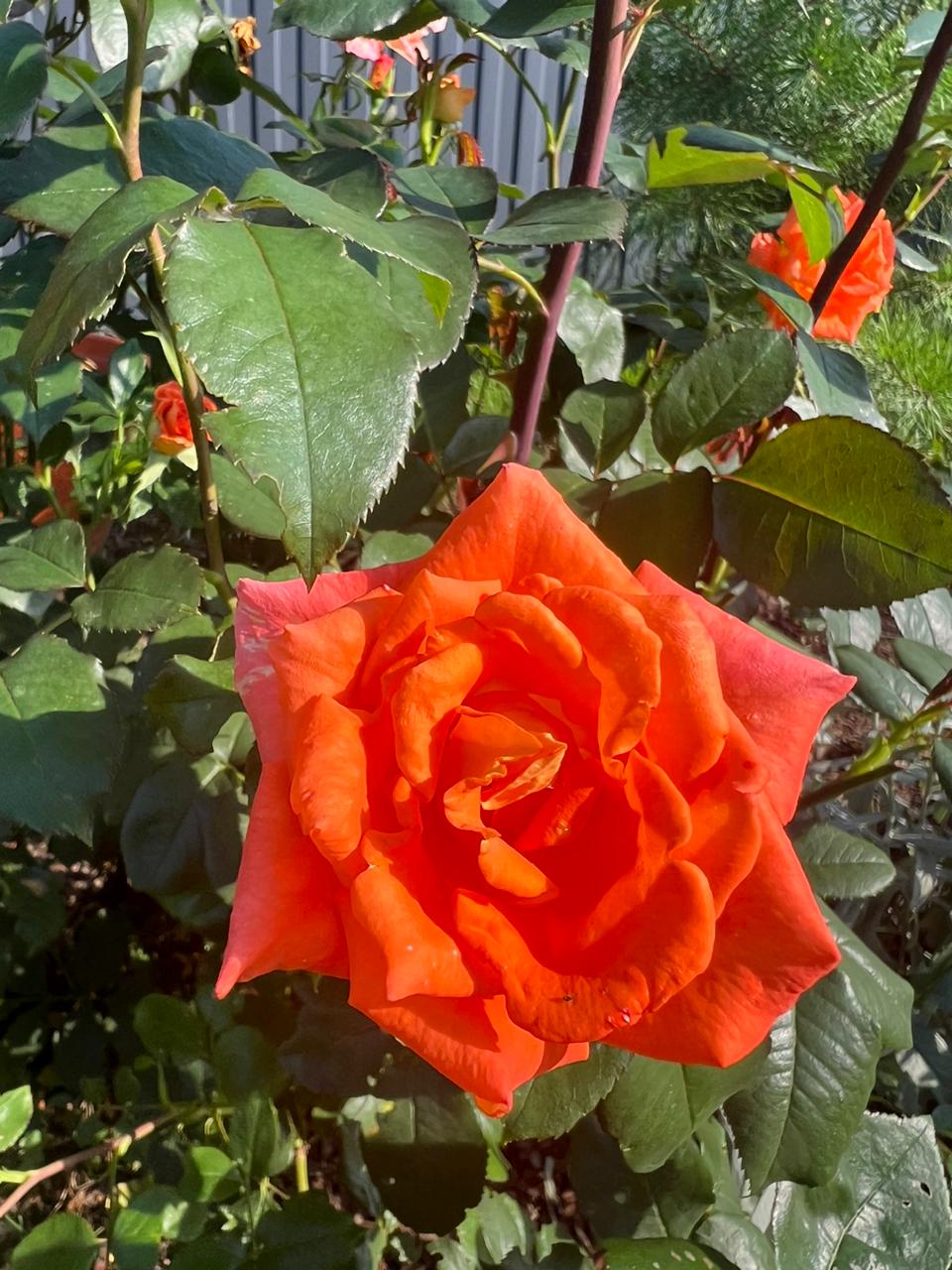 Фото Кандры Хауз