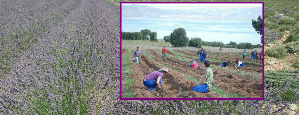 Landmark, attraction Akcakoy Lavender Creek, Yesilova, photo