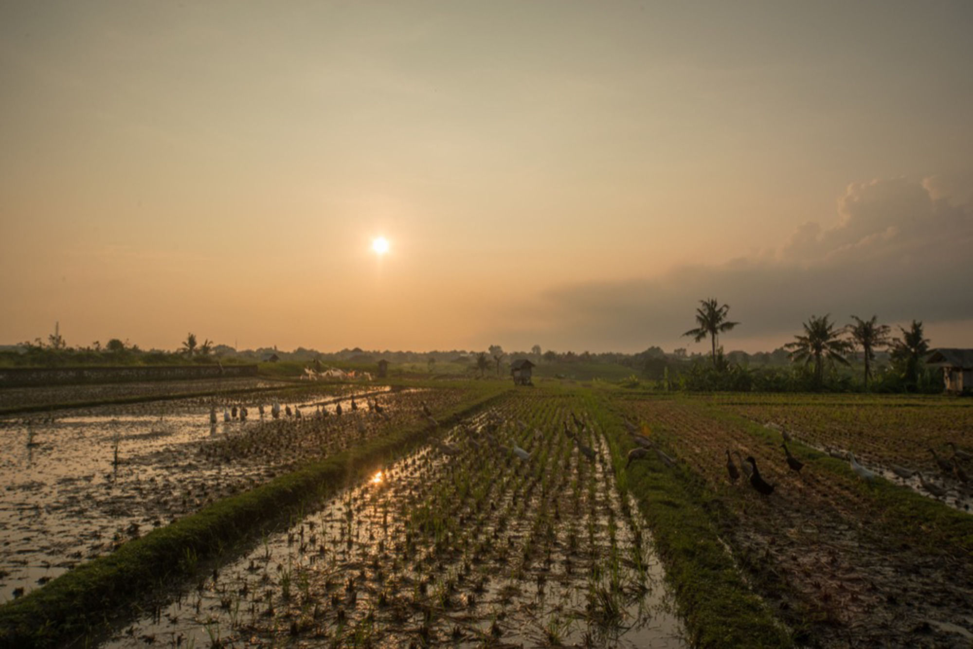 Фото Sotis Villa Canggu