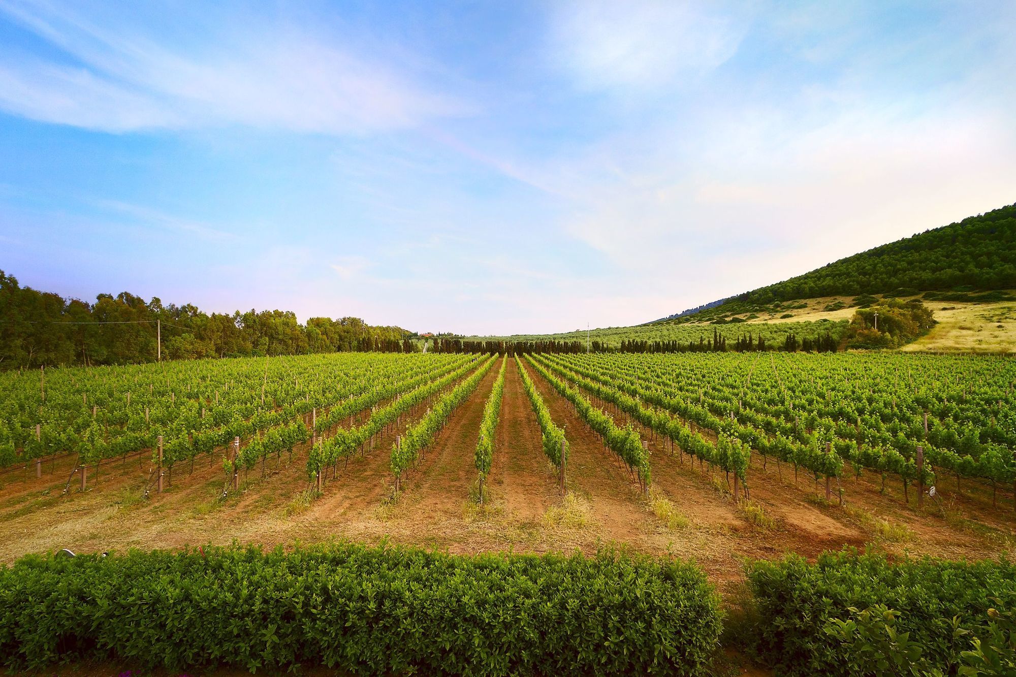 Фото Wine Resort Ledà d'Ittiri