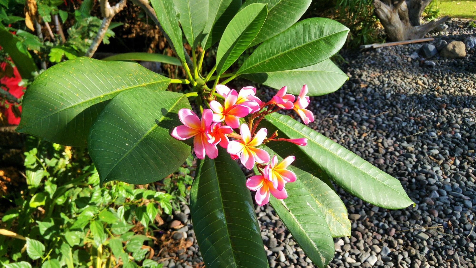 Фото The Villas Tejakula