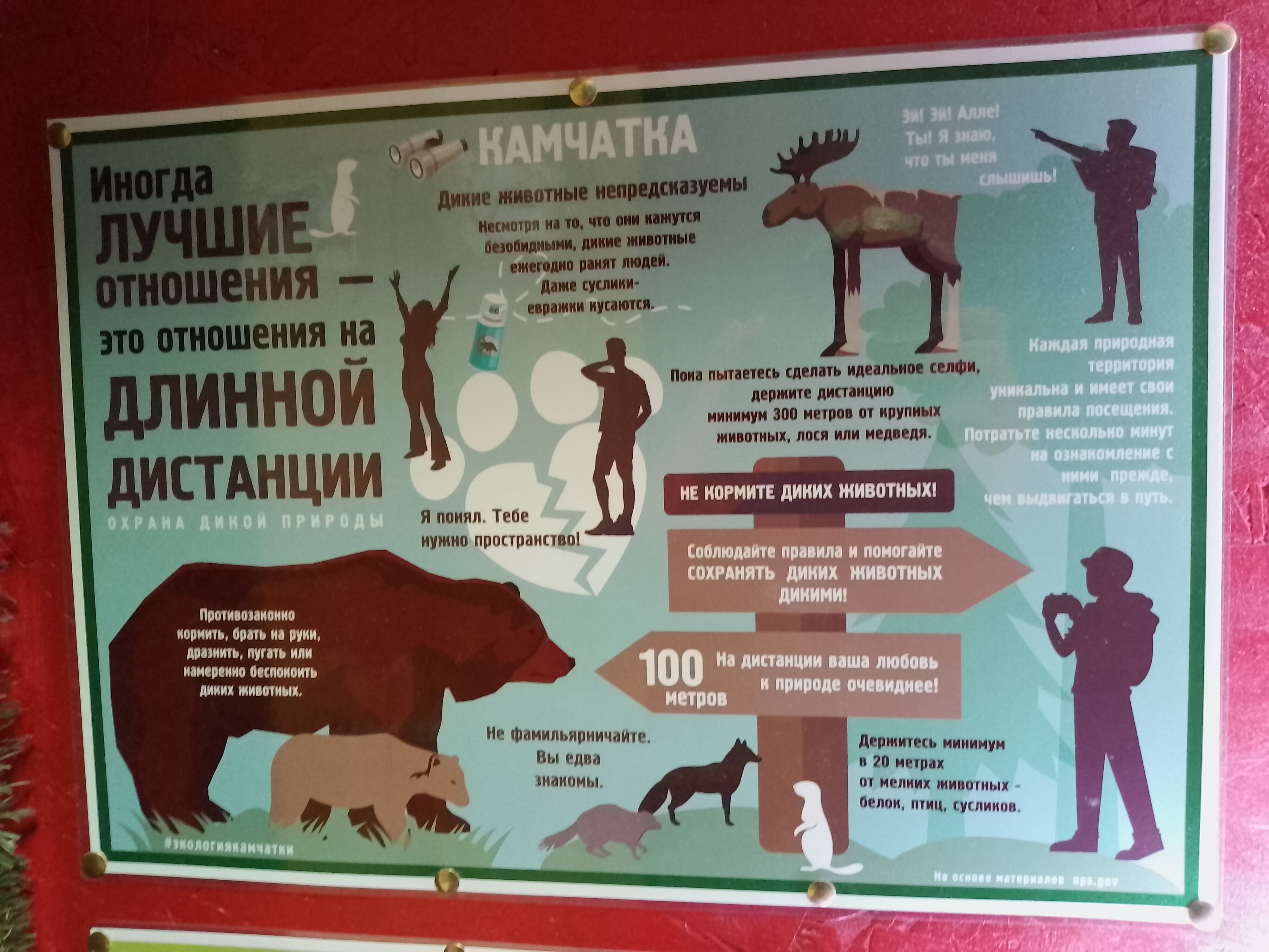 Фото Брусника