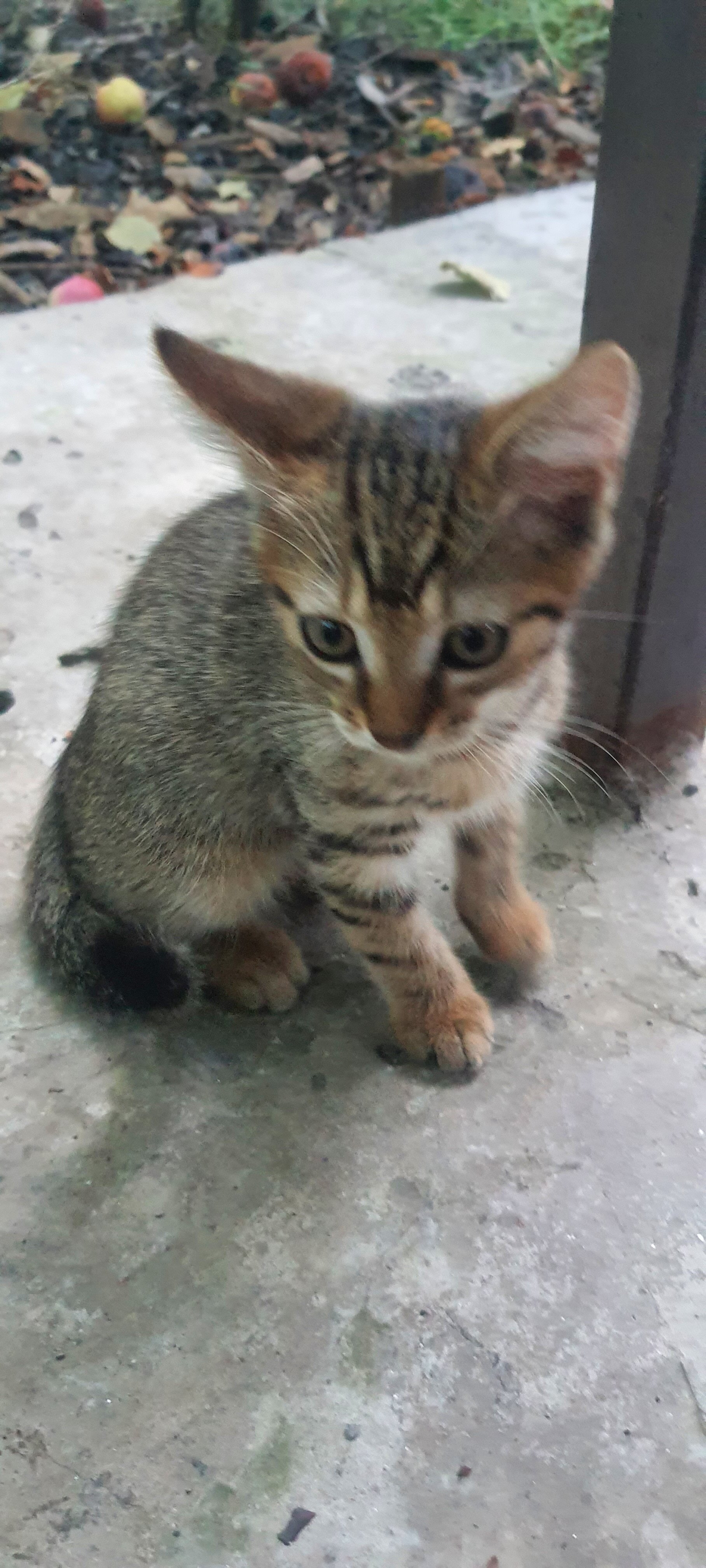 Фото Forest Club