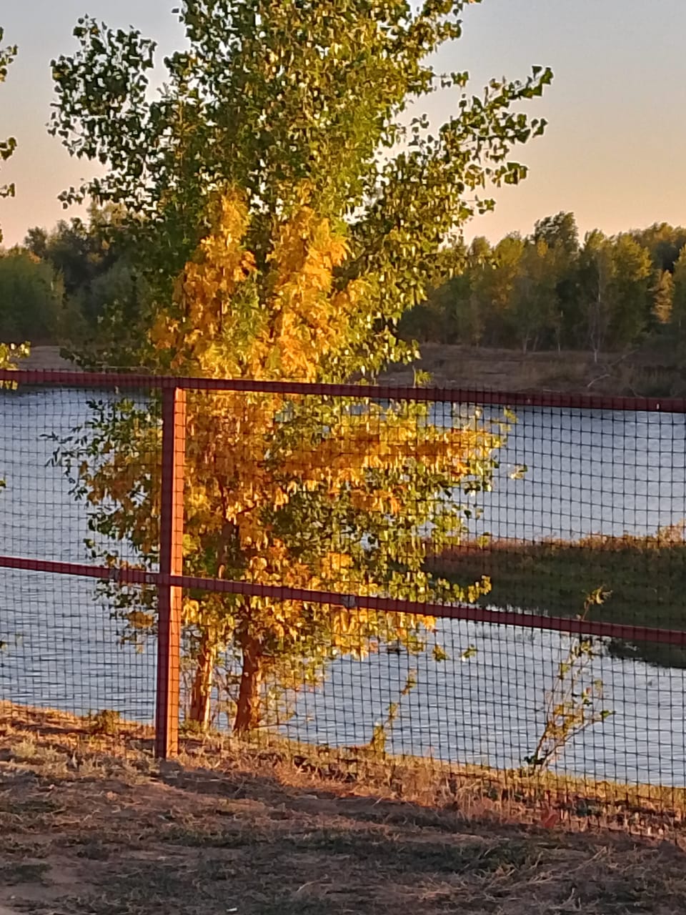 Фото Золотая рыбка