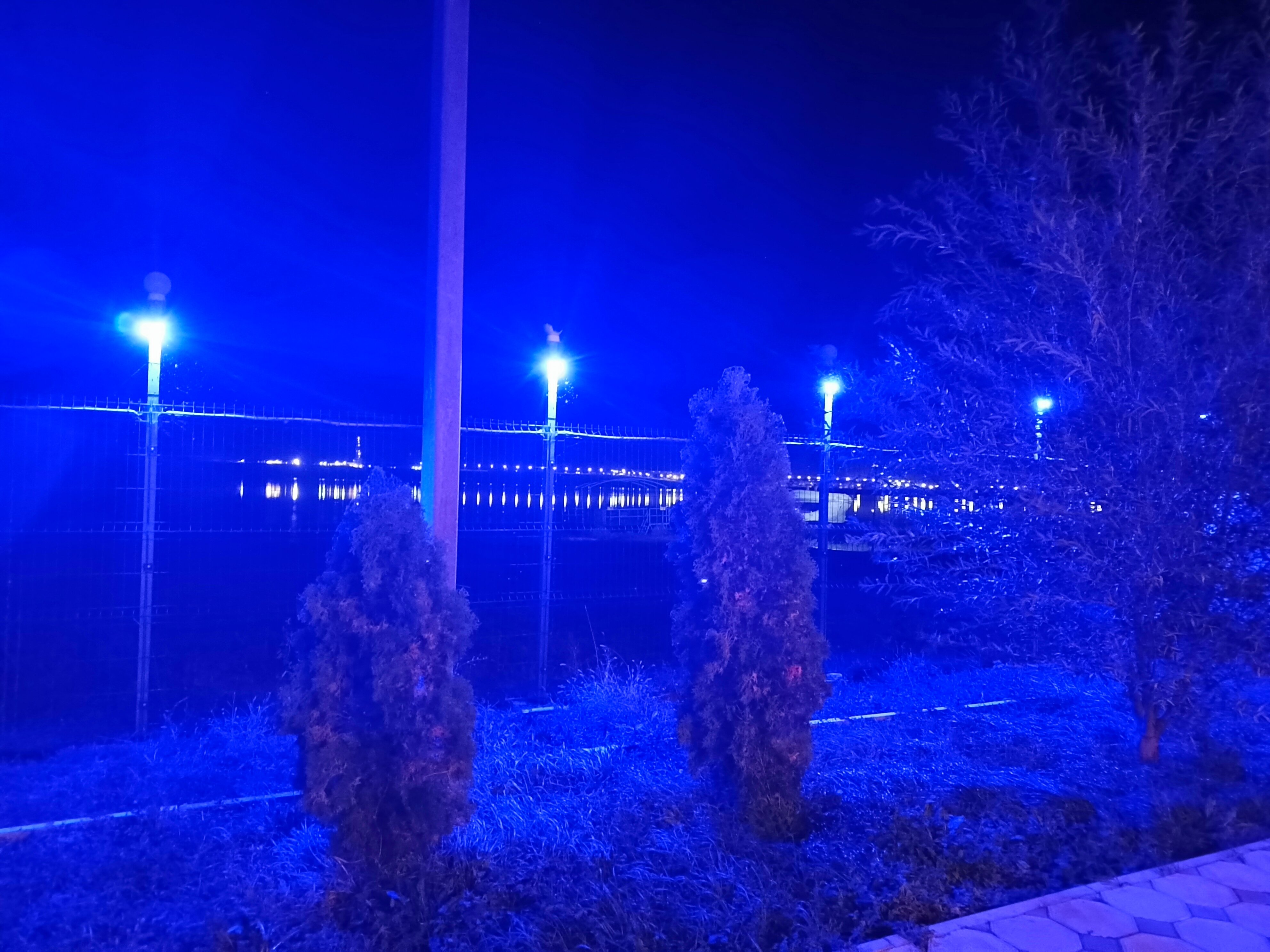 Фото Дельфин