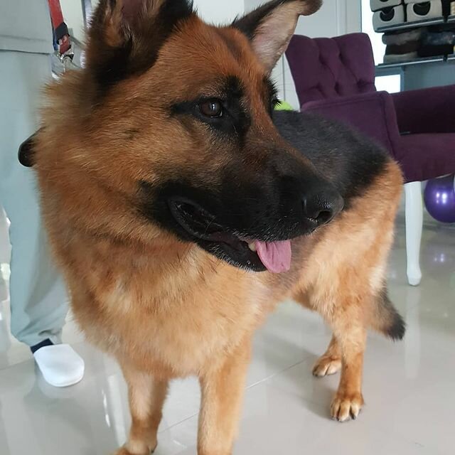 Veterinary clinic A. H. U. Animal Health Unit Veteriner Kliniği, Ankara, photo