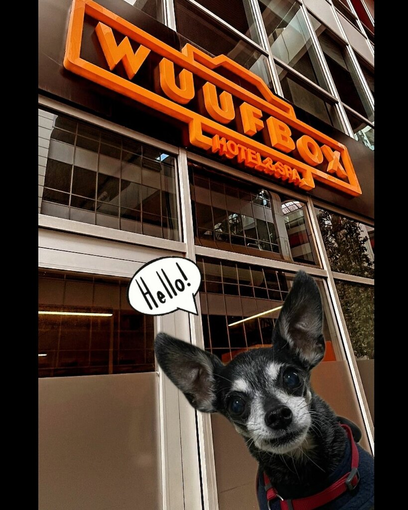 Pet salon WuufBox Daycare & Spa, Istanbul, photo