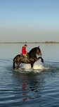 Finish (selo Kuleshovka, Beregovaya ulitsa, 62), horse riding