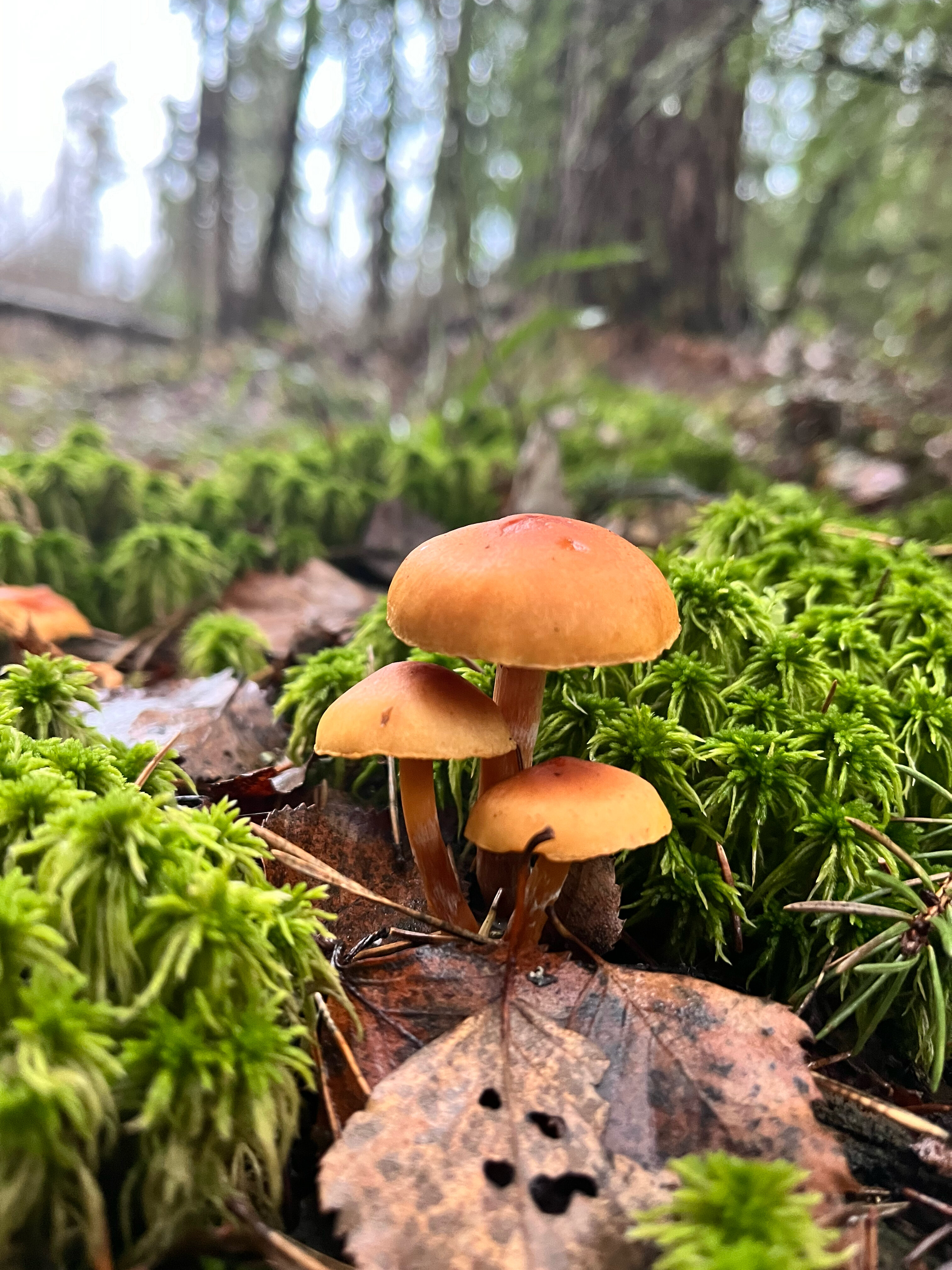 Фото ГлампВиль