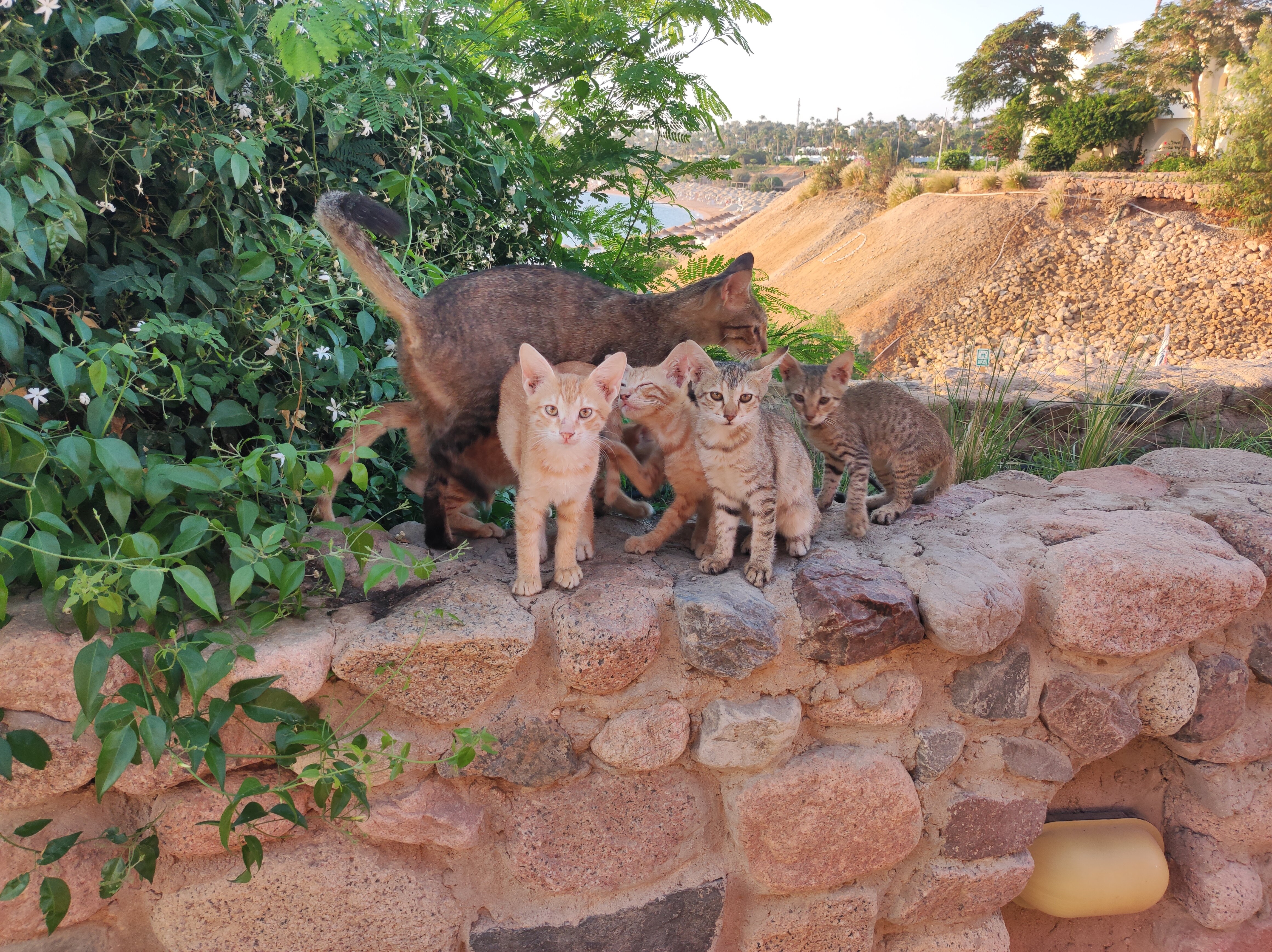 Фото Domina Coral Bay Aquamarine