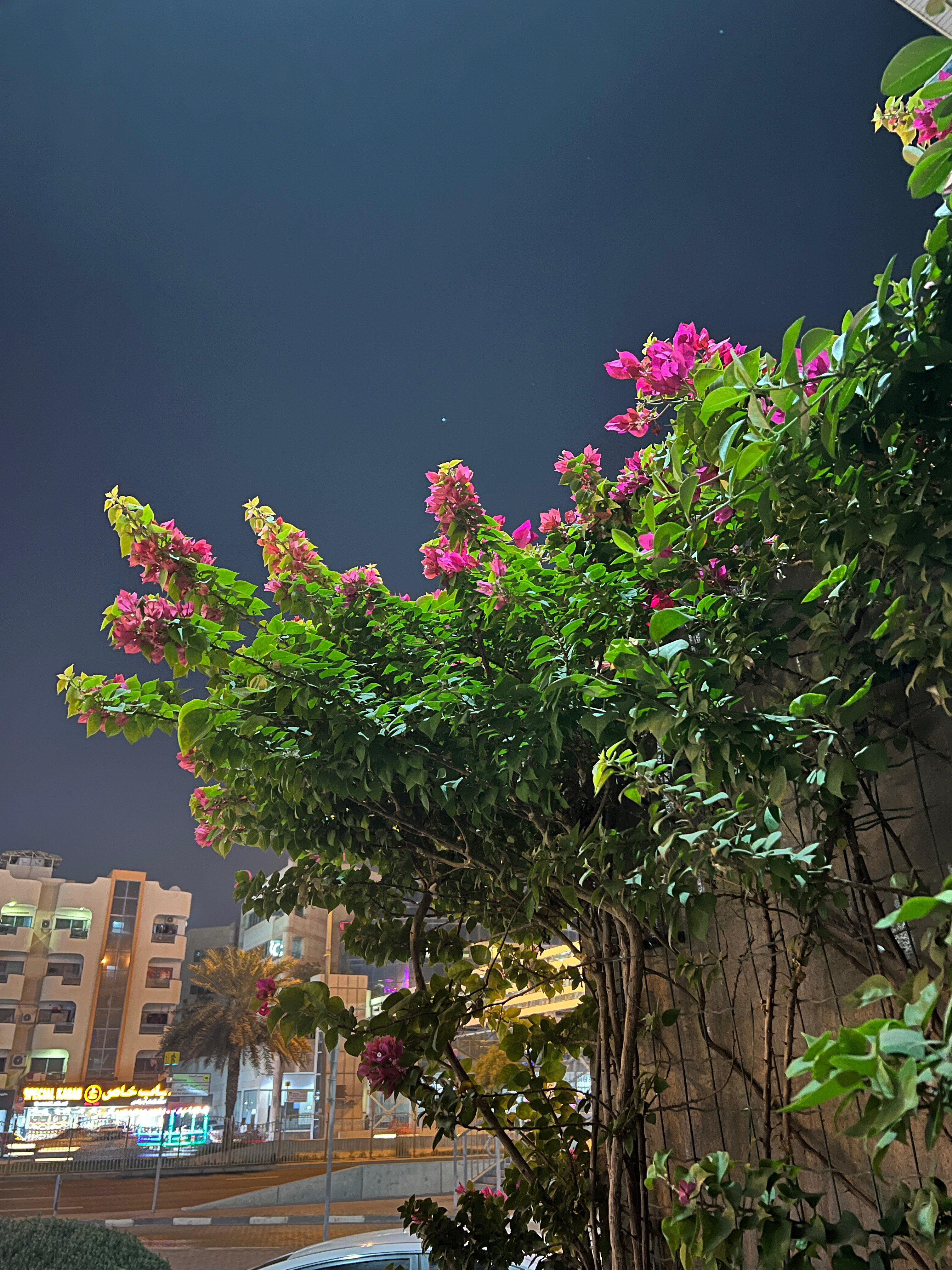 Фото Mercure Gold Hotel Jumeirah by Accor