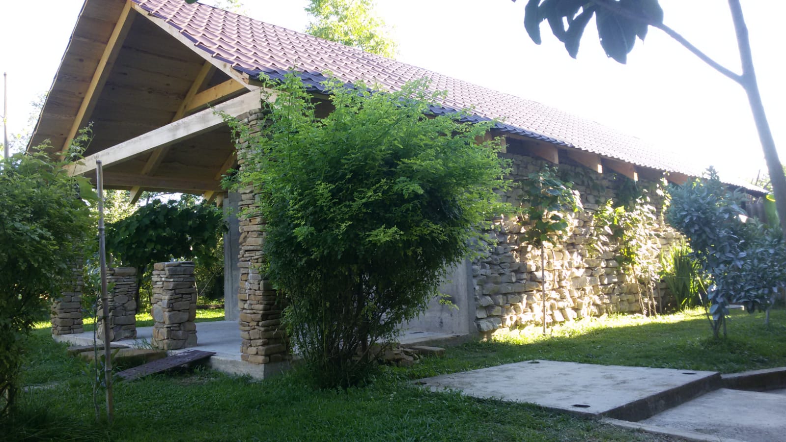 Фото Салангана