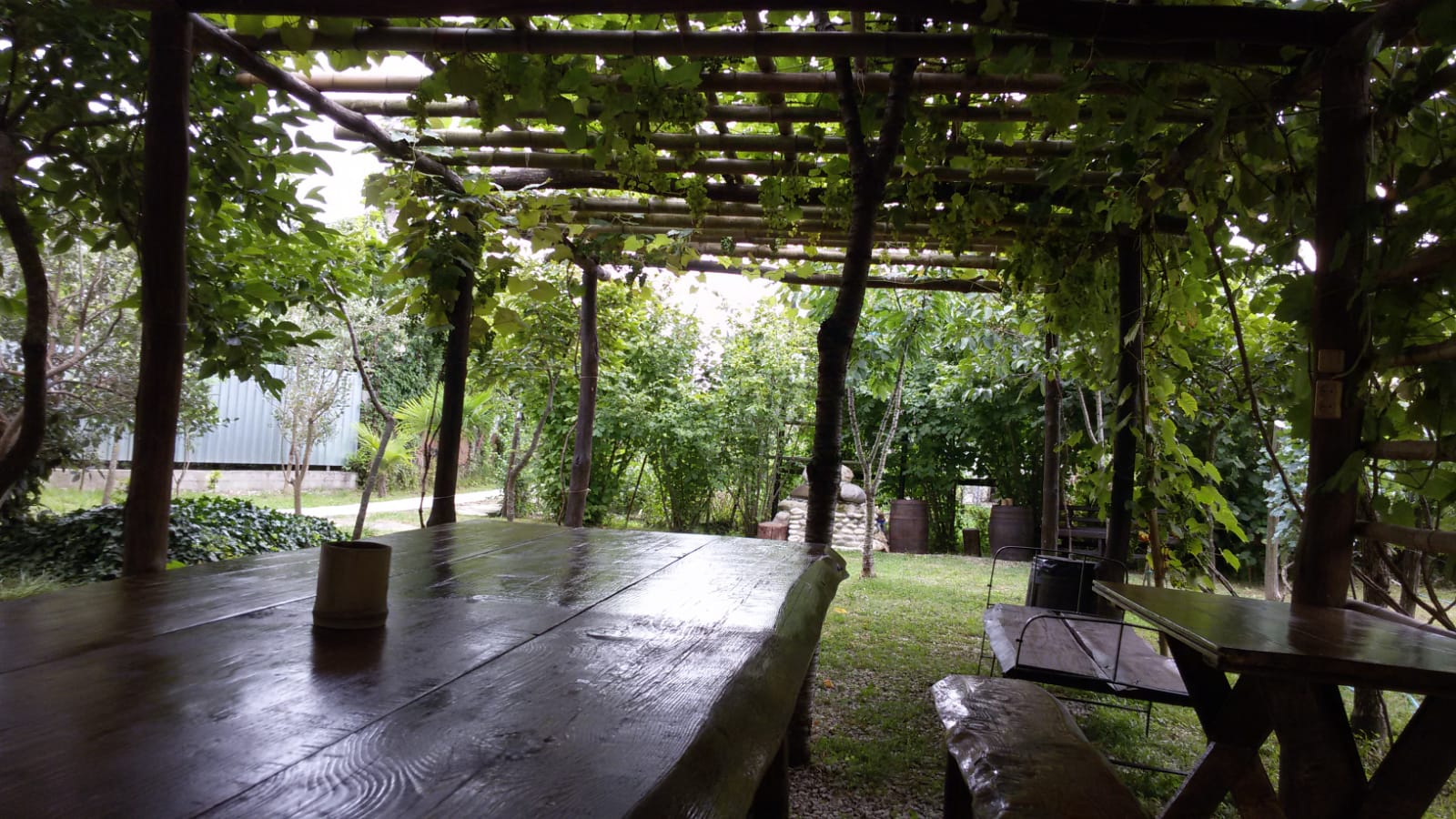 Фото Салангана