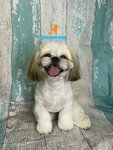 Groom Dog (Shlisselburgskiy Avenue, 24к1) ، صالون حيوانات أليفة