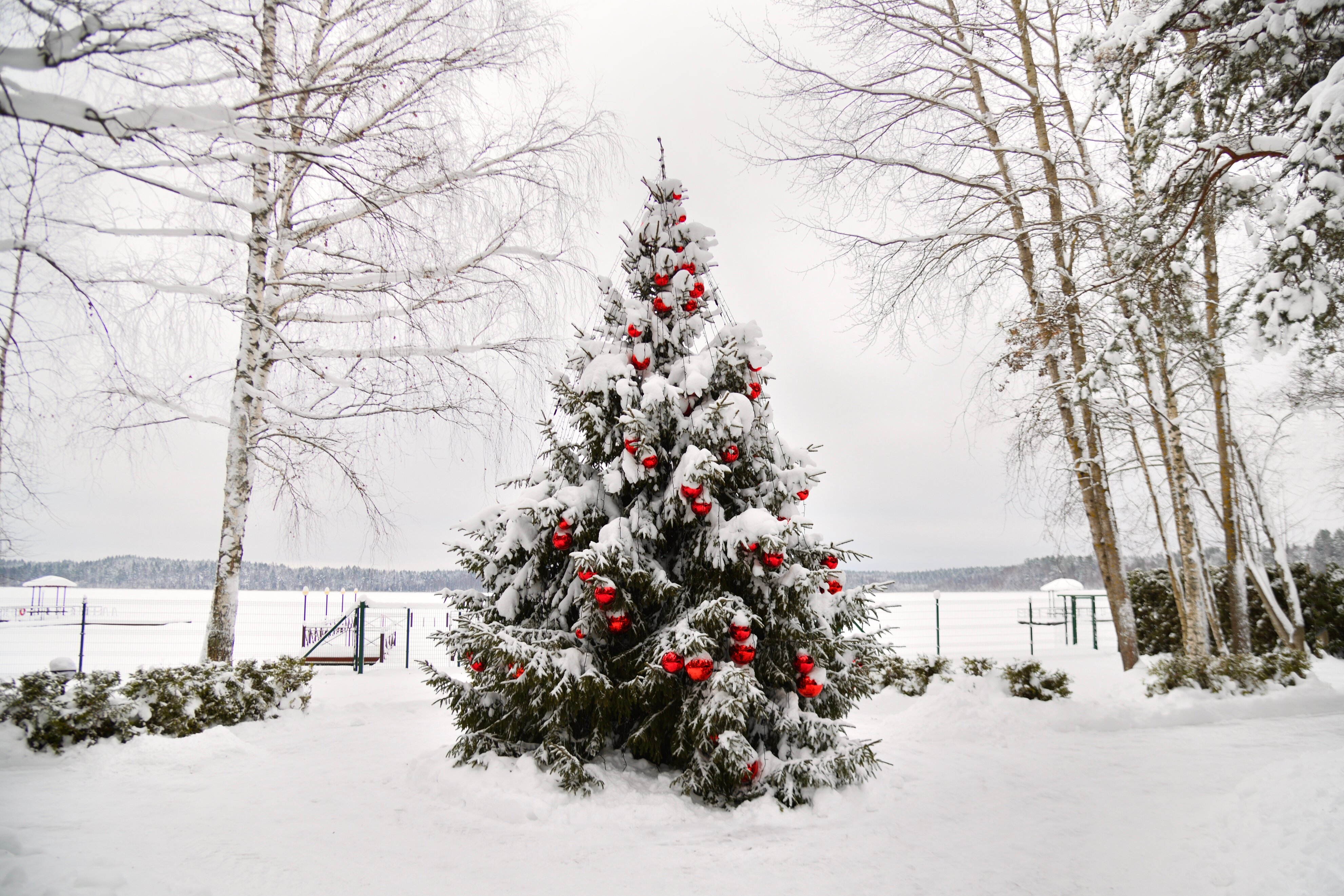 Фото Красный Бор