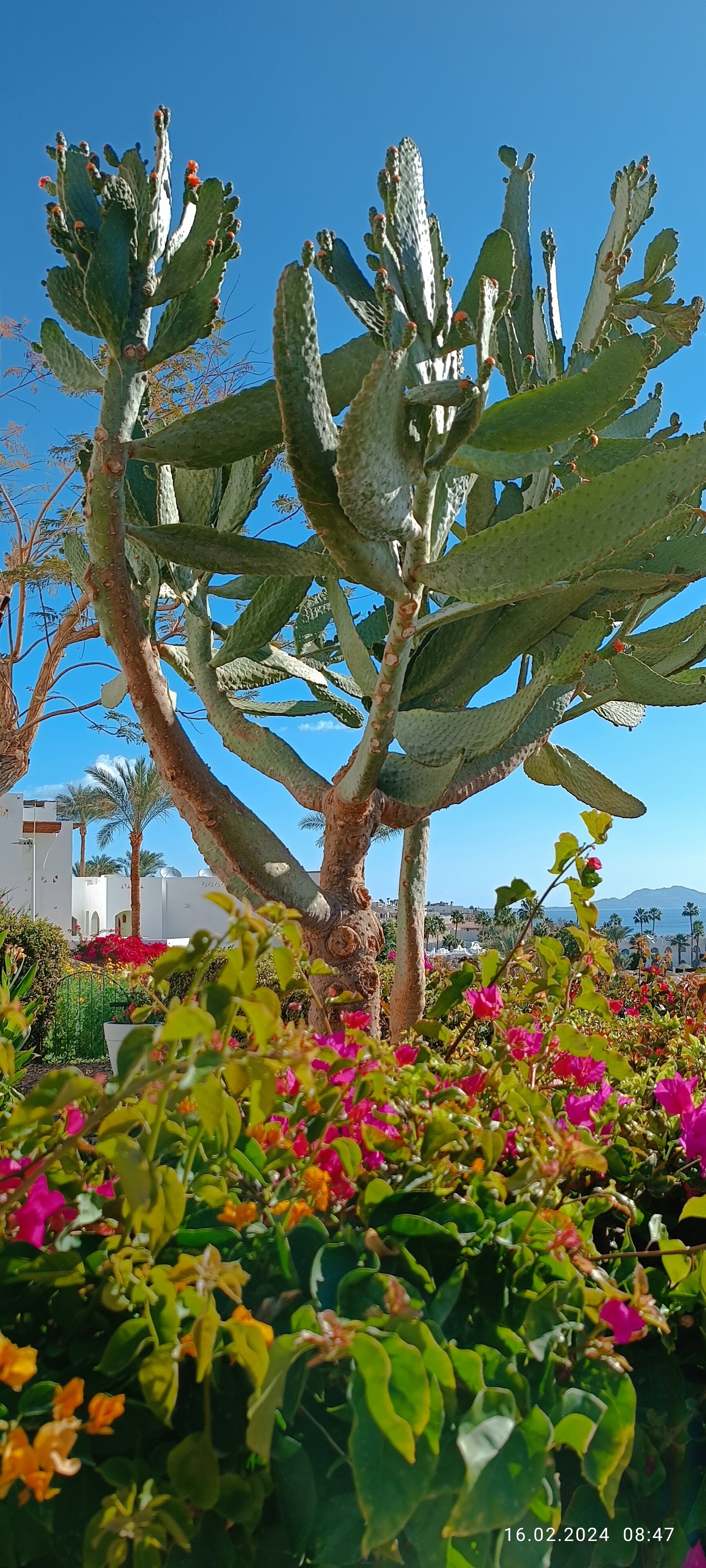 Фото Domina Coral Bay Oasis