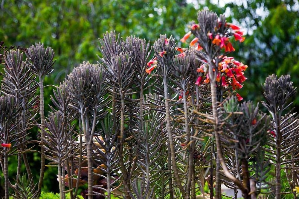 Фото Ferncliff Bungalow