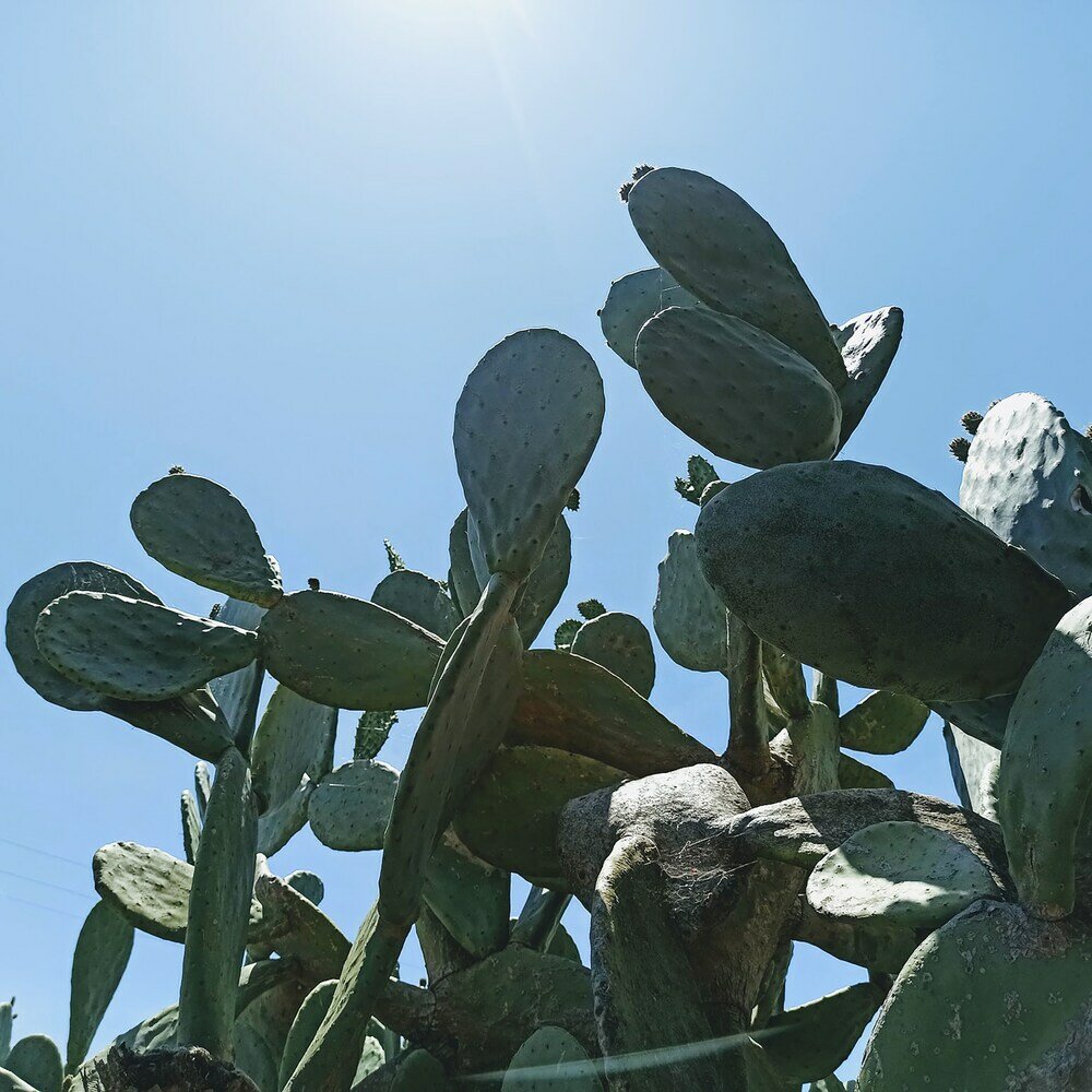 Фото Masseria LoJazzo