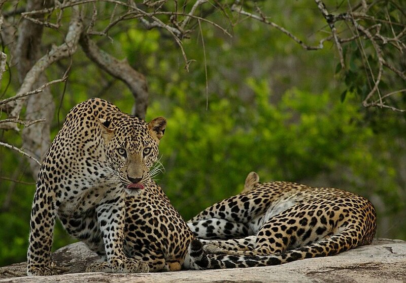 Гостиница Naturehawks Safari Villa Yala