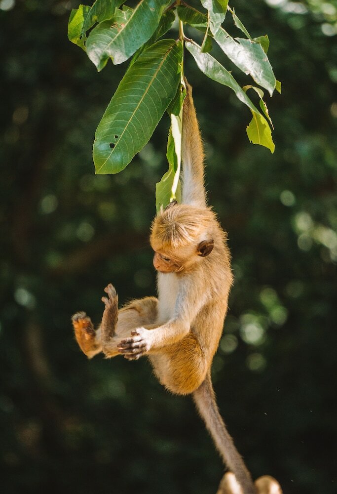 Фото Big Game Yala by Eco Team