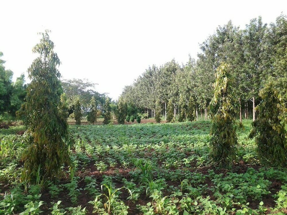 Фото Brownstone Country Home Lira Uganda