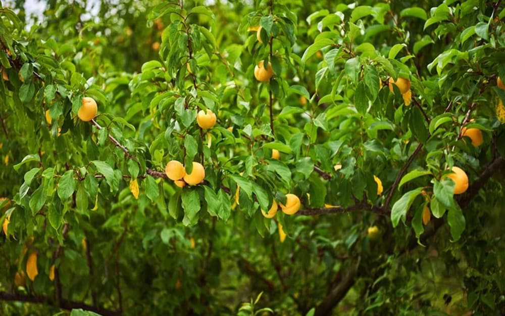 Фото Yeosu Dolsan Healing Pension