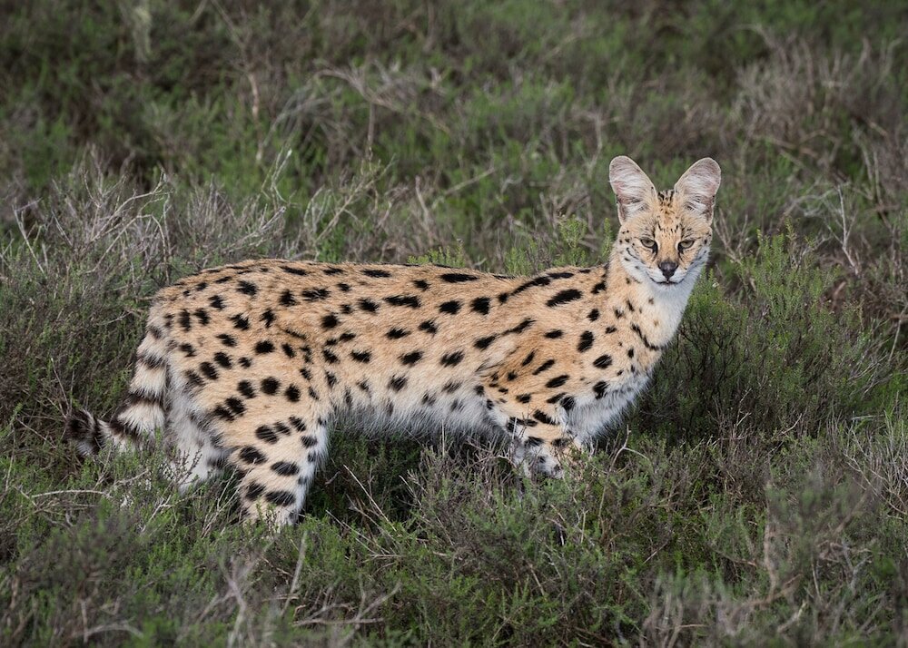 Фото Shamwari Explorer Camp
