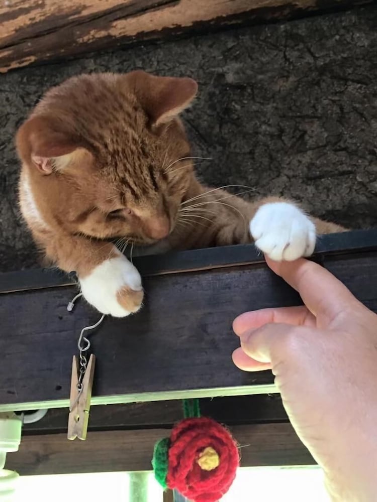 Фото Dosanko Mira Farm