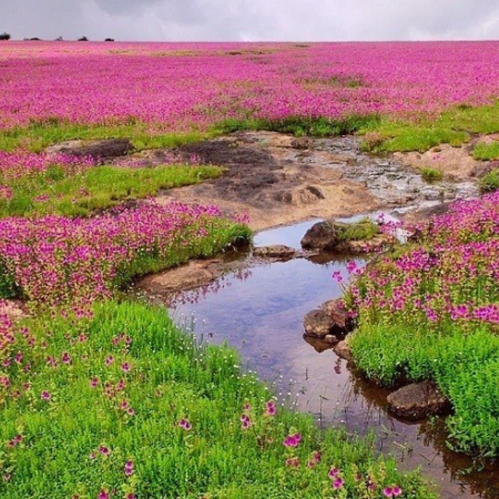 Фото Crowne Plaza Pune City Centre, an Ihg Hotel