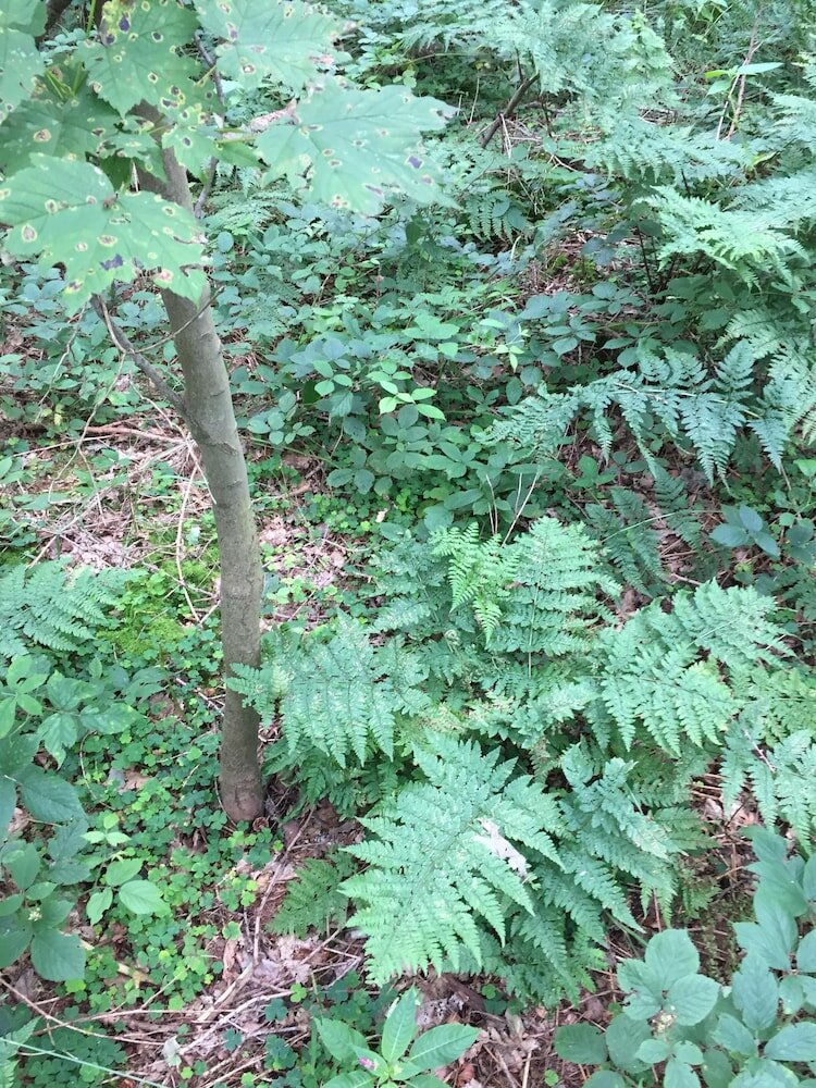 Фото 1 Twizell Lane