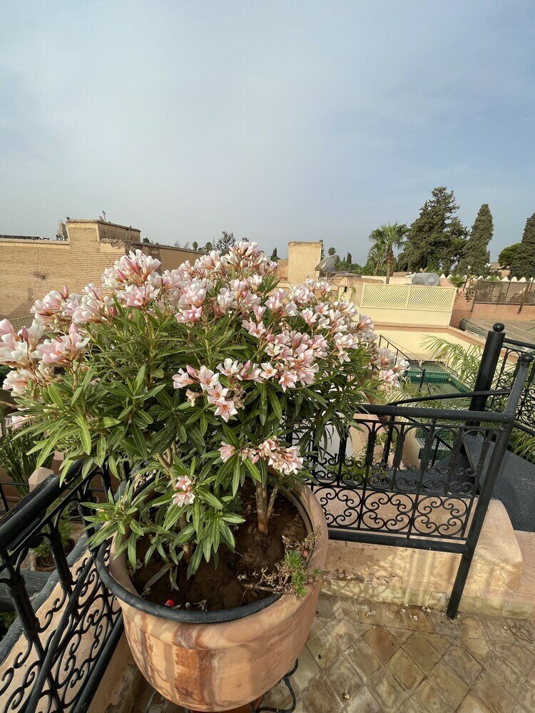 Фото Riad Zouhour