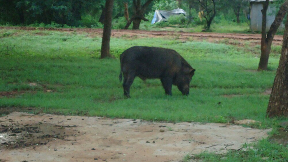 Фото Yala Big Game Drive with Heina Eco Team