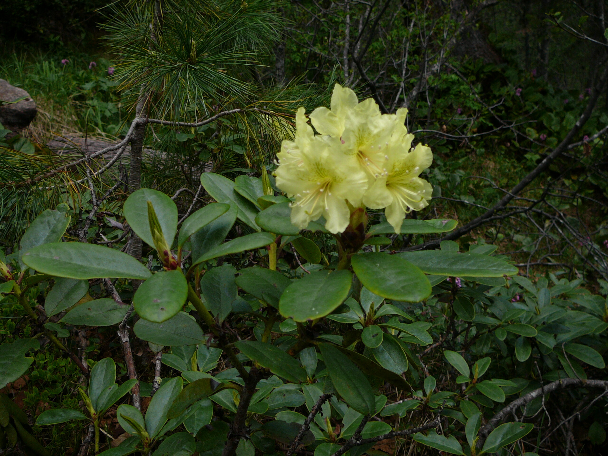 Фото Байкал Делайт