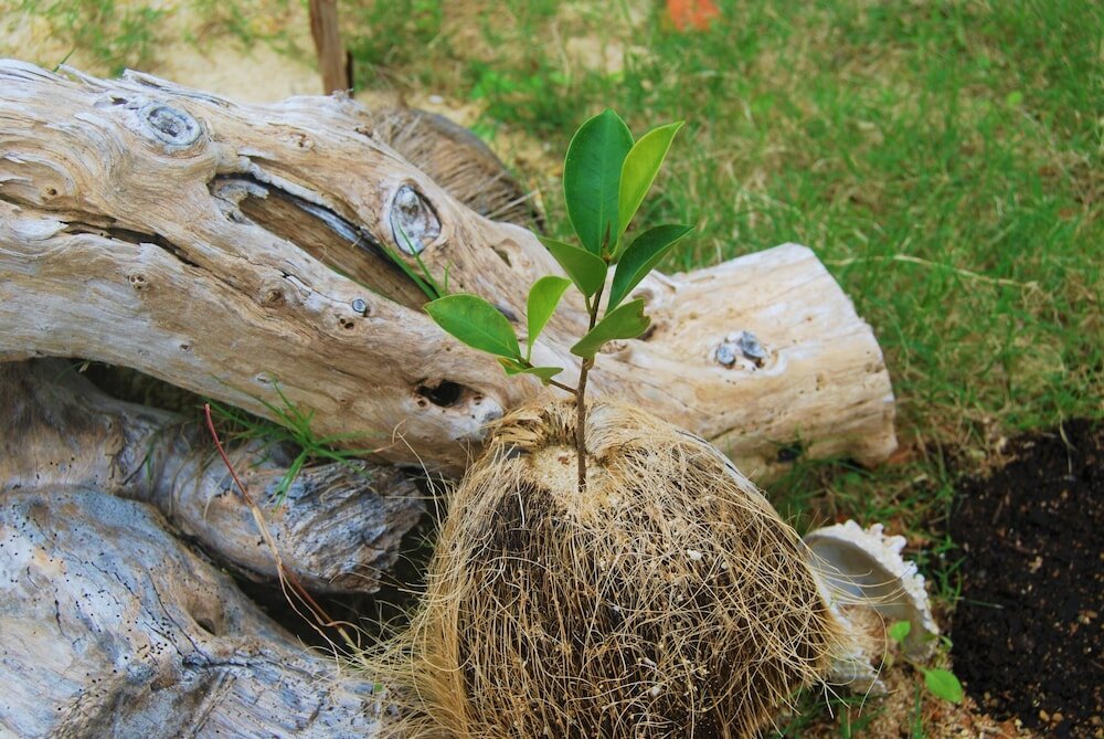 Фото Cocoro Malolo