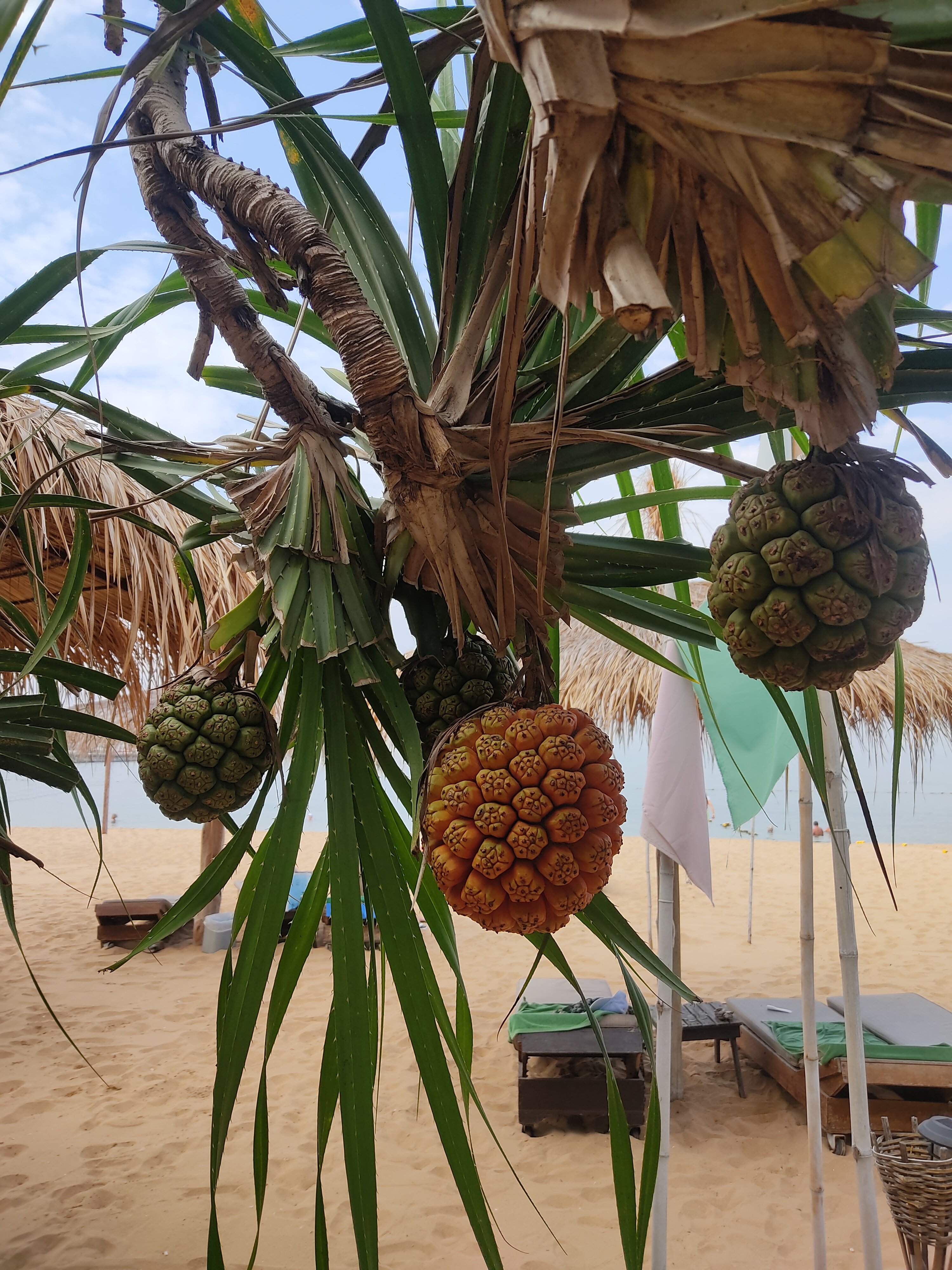 Фото Botany Beach Resort