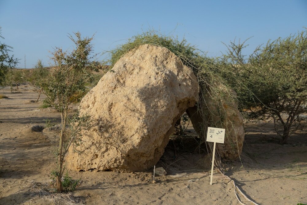 Фото Wadi Sabarah Lodge