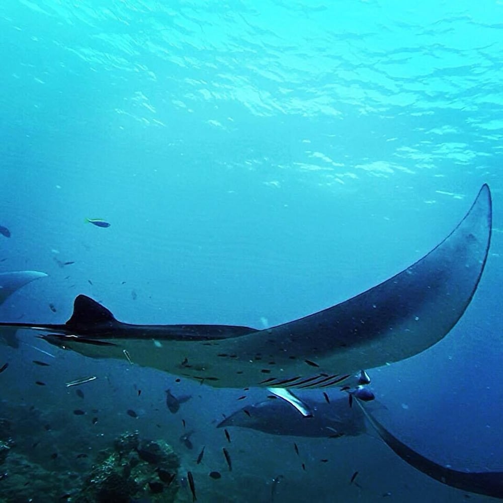 Фото Ahola Thoddoo