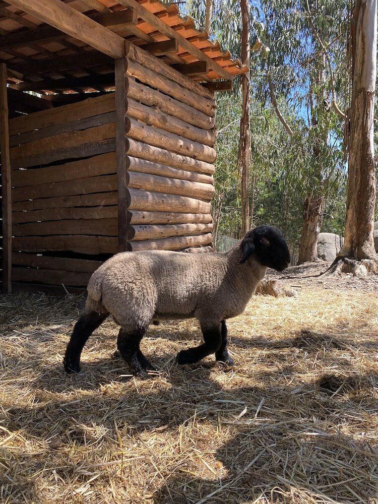 Фото Quintinha Silvestre