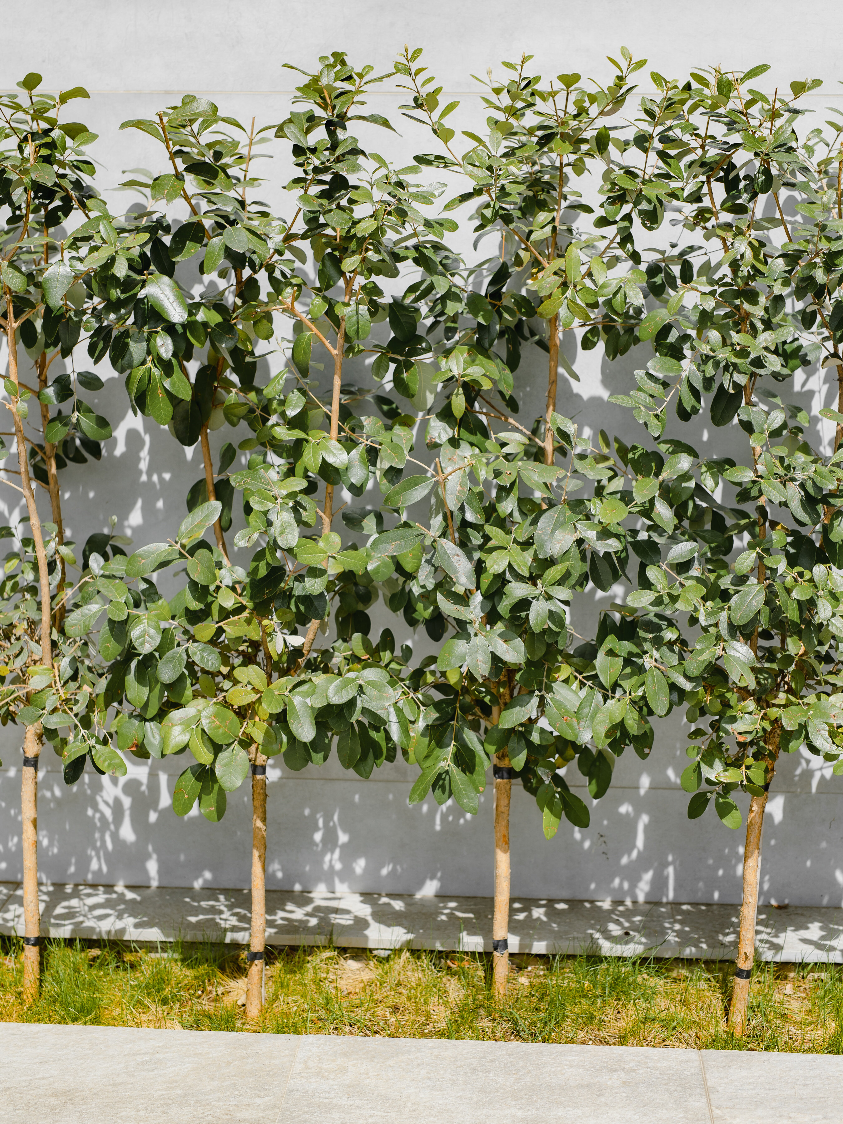 Фото Две оливы